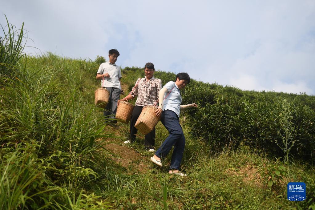 在廣西蒼梧縣六堡鎮(zhèn)山坪村，祝雪蘭（前）和村民采茶后走下茶山（2022年9月22日攝）。新華社記者 陸波岸 攝